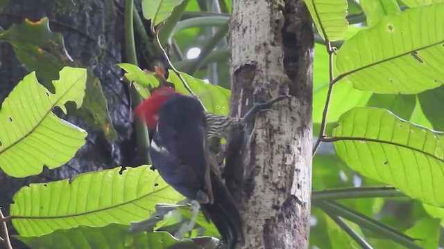 Pale-billed Woodpecker - ML403732051