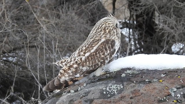 Short-eared Owl - ML403732181