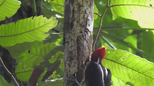 Pale-billed Woodpecker - ML403732211