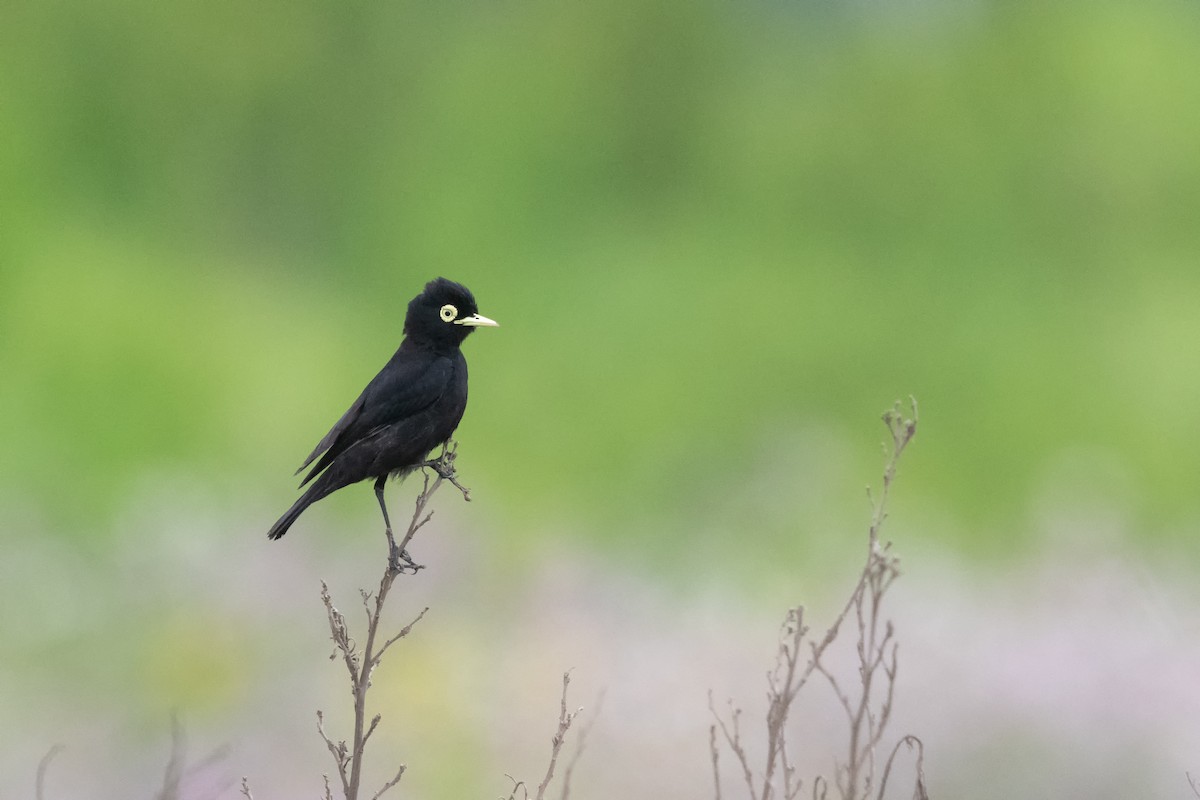 Spectacled Tyrant - Jaime Mancilla