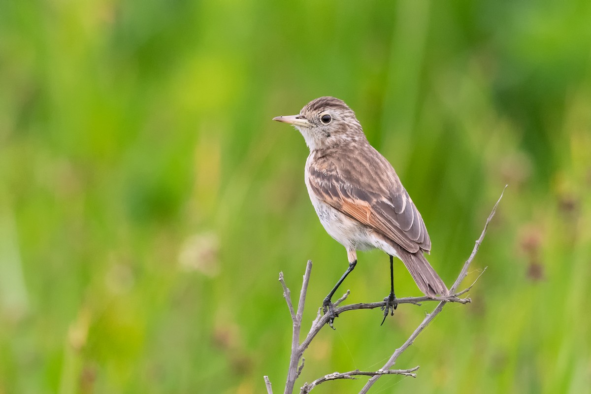 Spectacled Tyrant - ML403732521