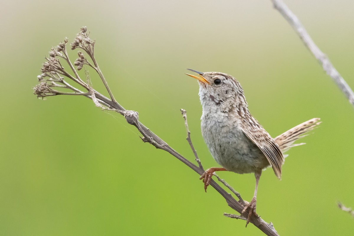 Grass Wren - ML403732751