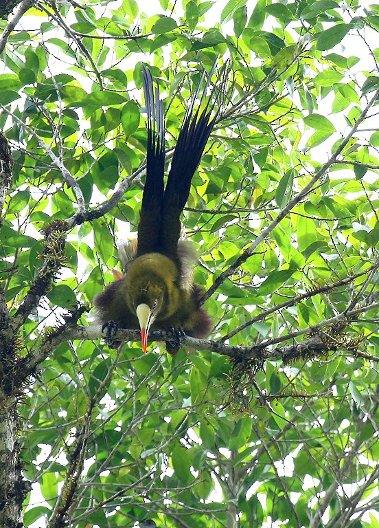 Green Oropendola - Peter Candido