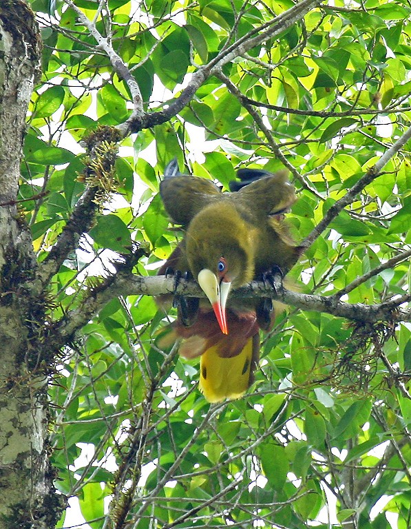 Green Oropendola - Peter Candido