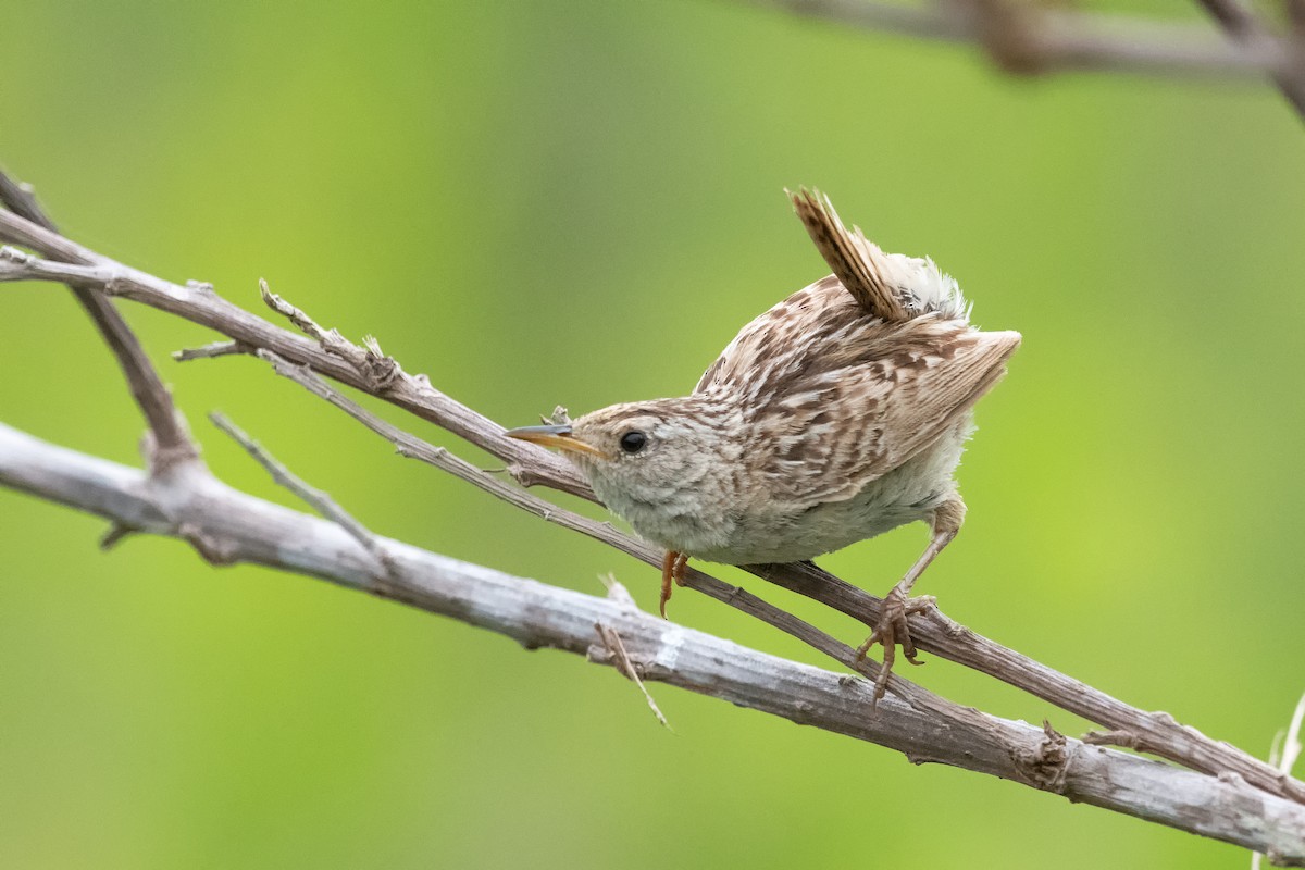 Grass Wren - ML403732791