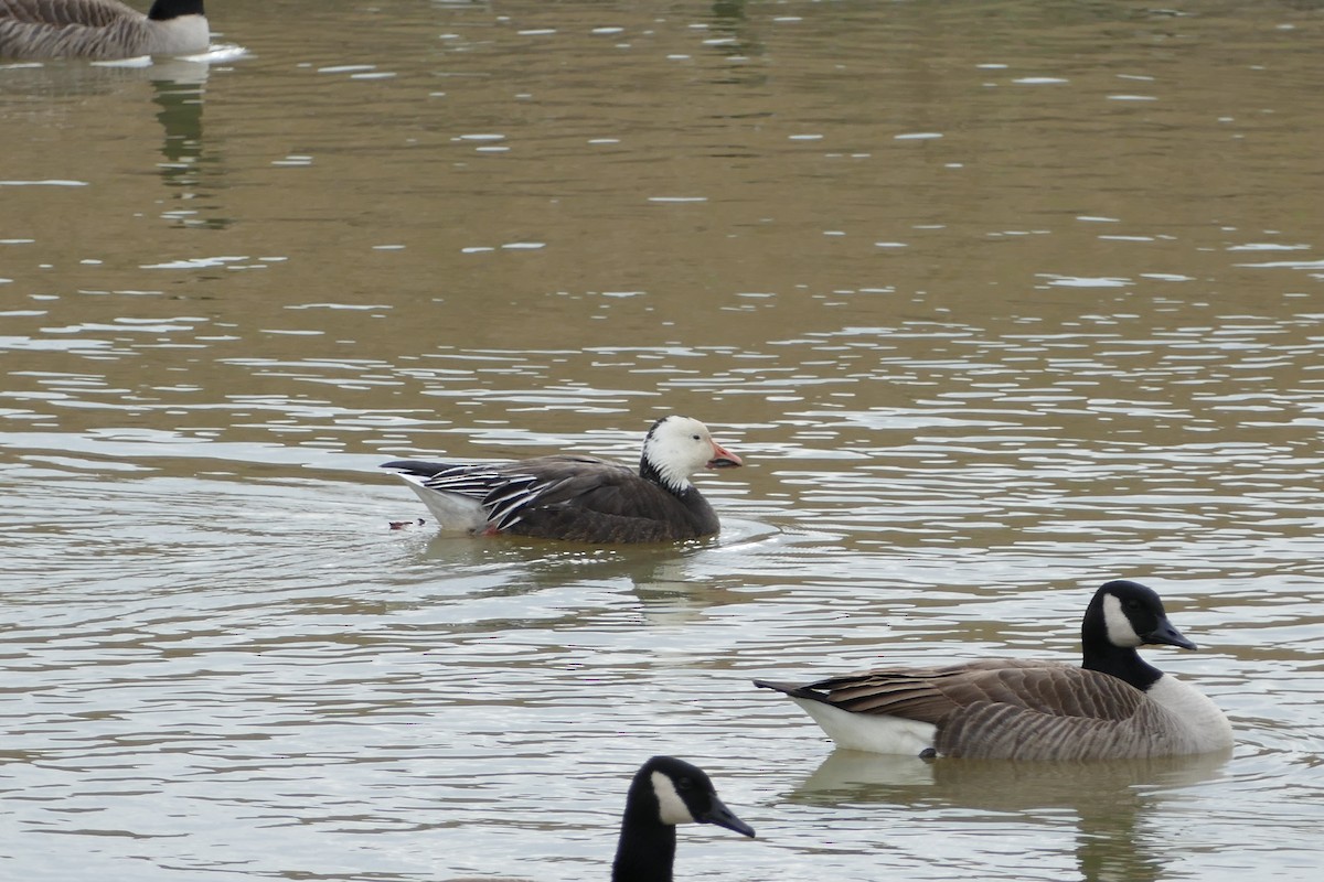 Snow Goose - ML403733491