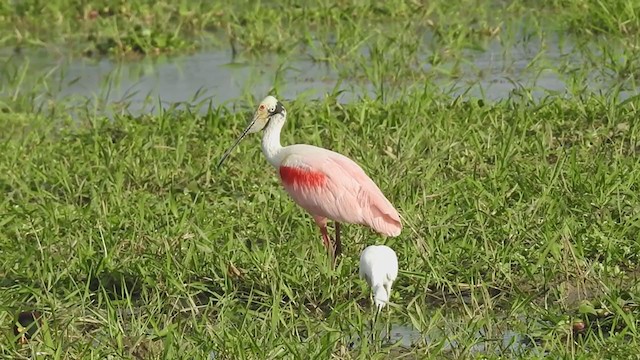 Roseate Spoonbill - ML403733711