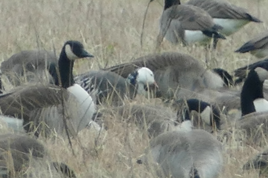 Snow Goose - ML403734511