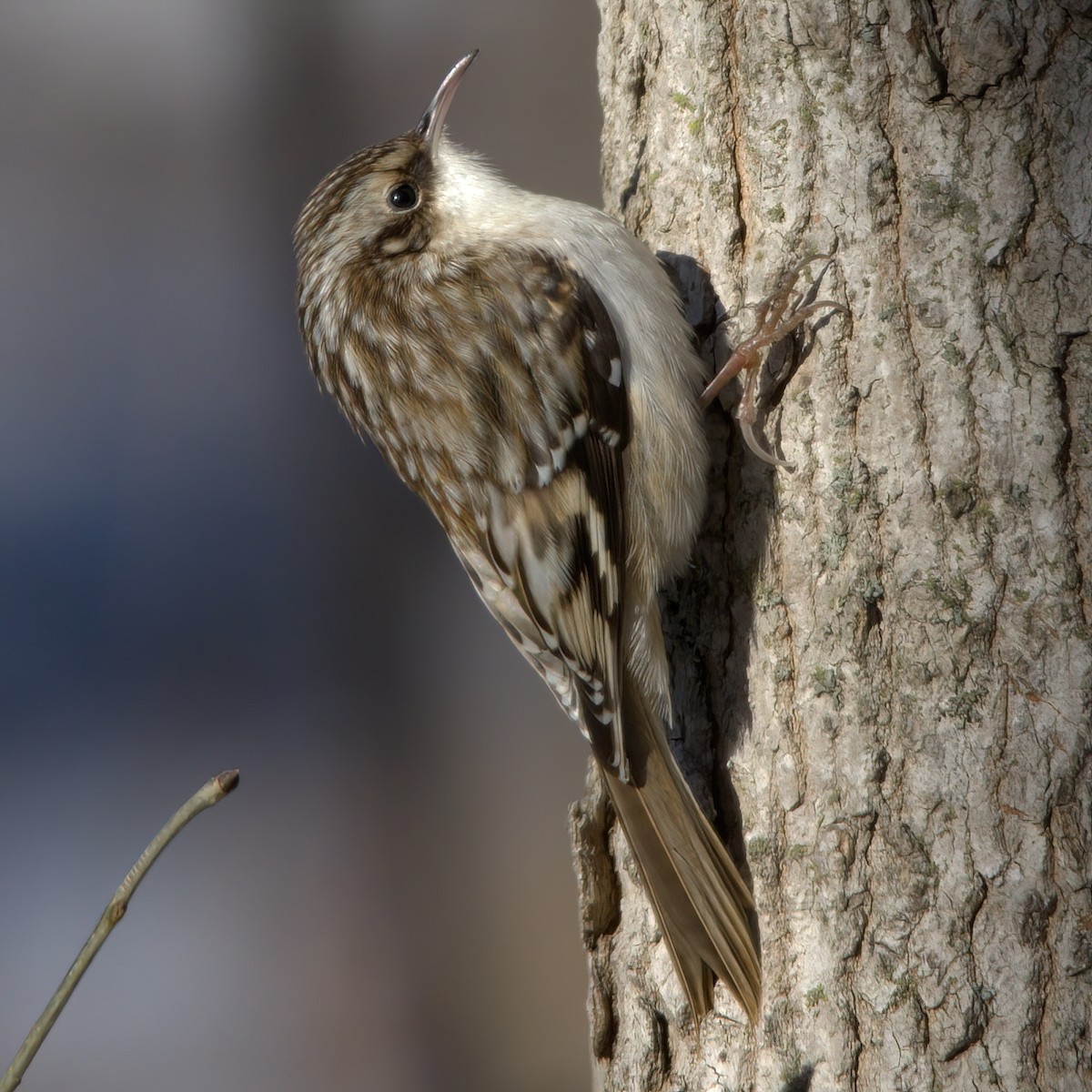 Brown Creeper - ML403734951