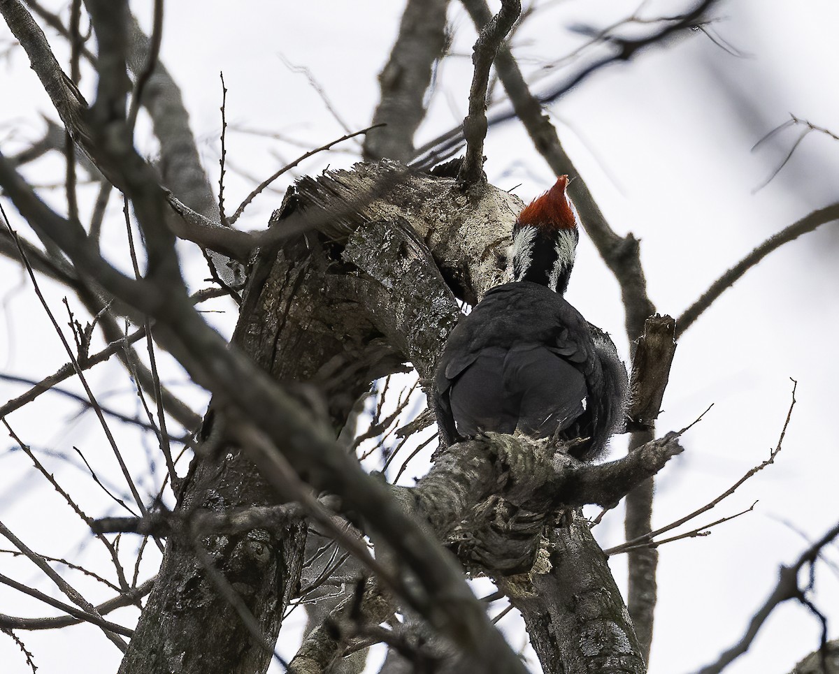 Pileated Woodpecker - Bill Davison