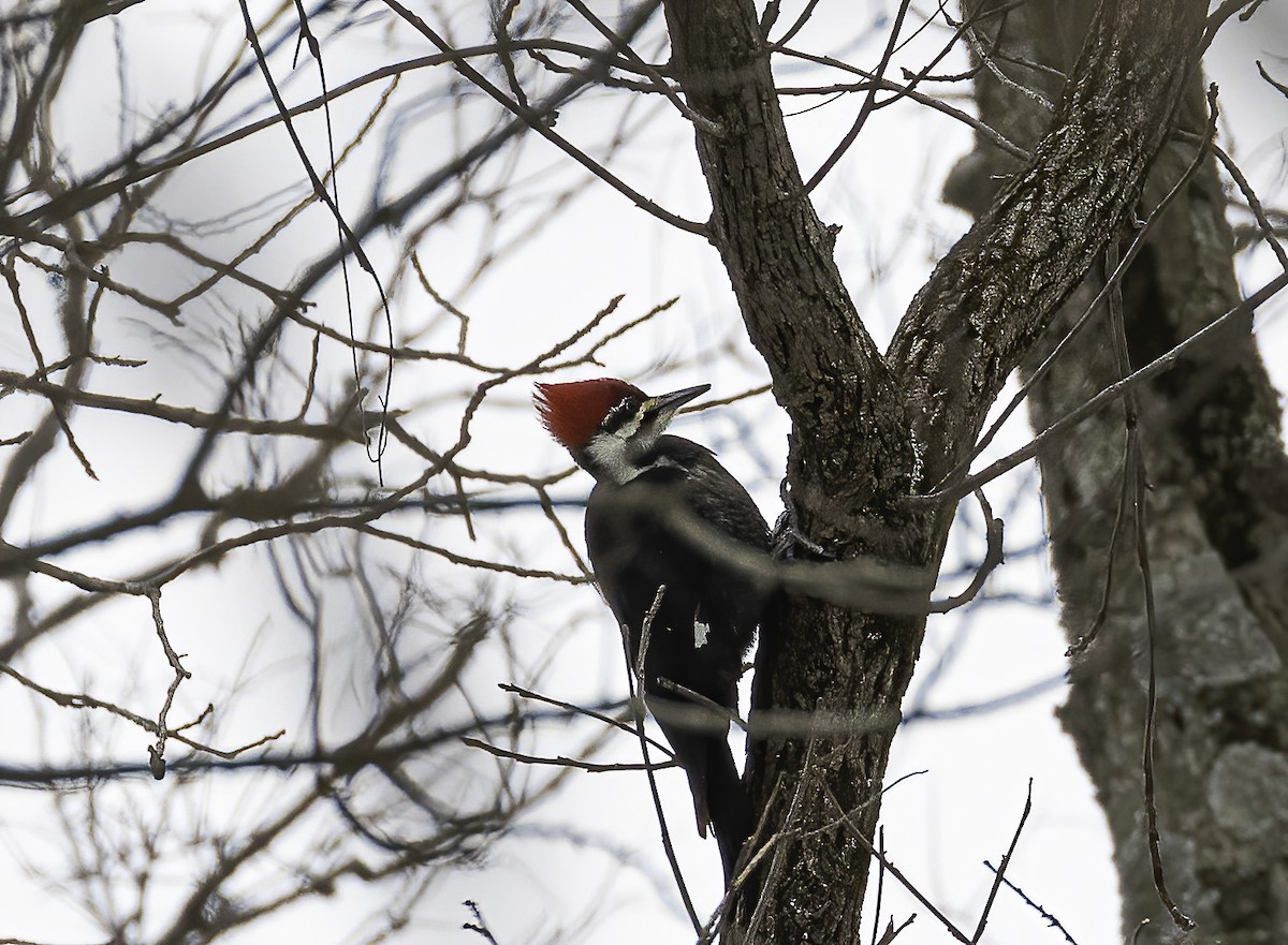 Pileated Woodpecker - ML403737141