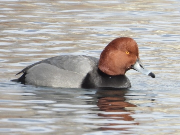 Redhead - ML403737711