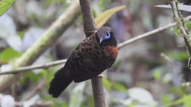 Ocellated Antbird - ML403738811