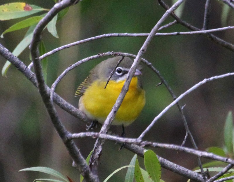 Yellow-breasted Chat - ML403739391