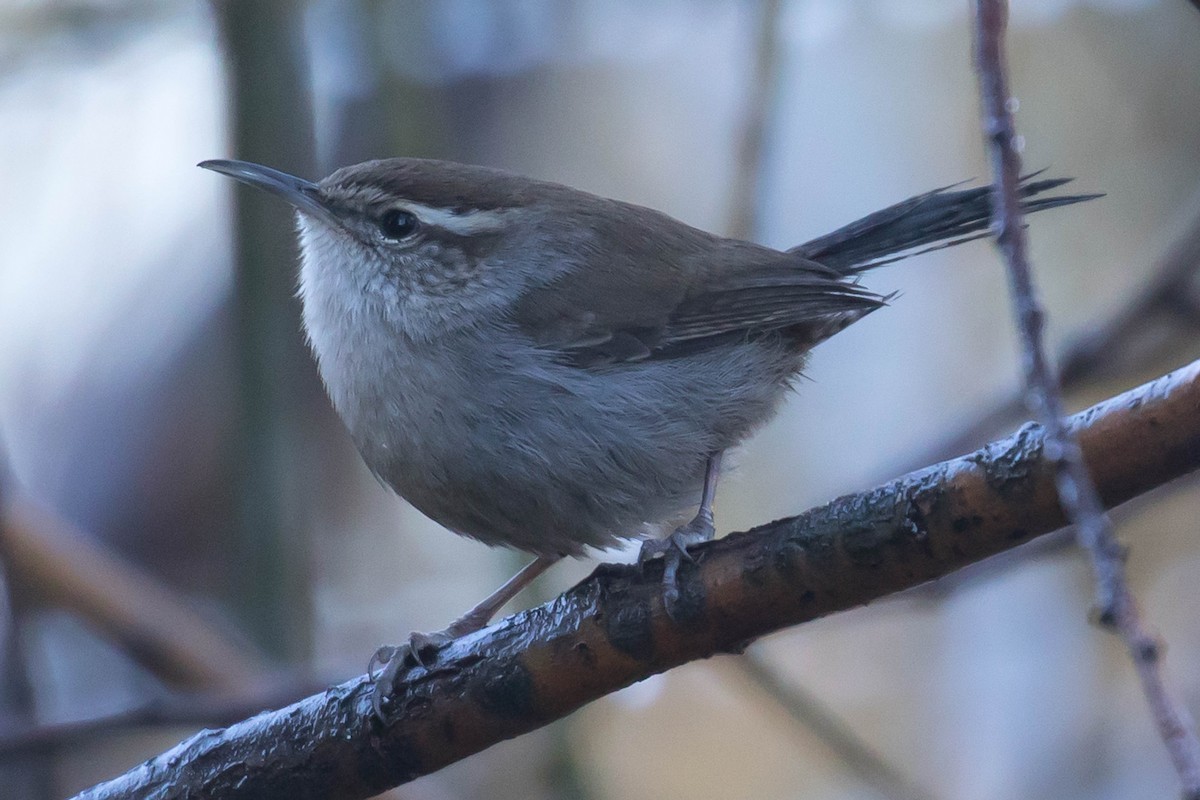 Bewick's Wren - ML403740301