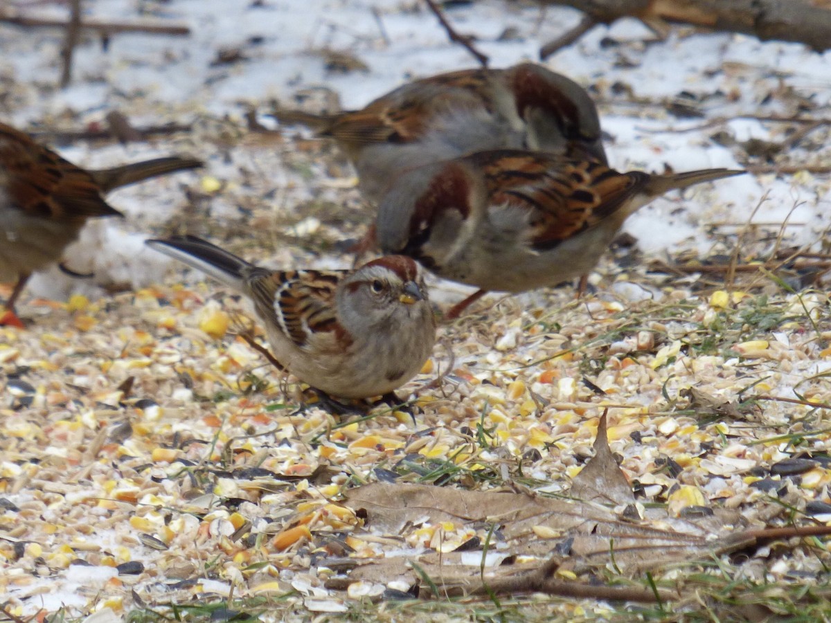 American Tree Sparrow - ML403740571