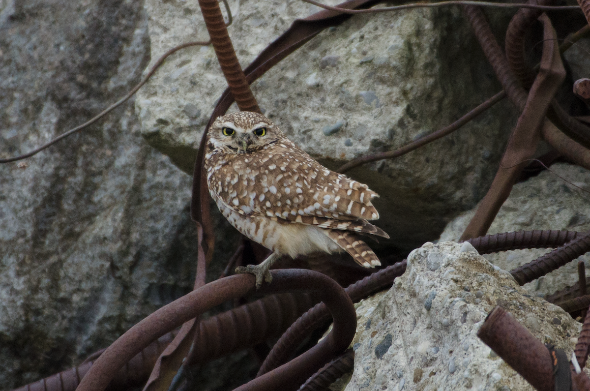 Burrowing Owl - Nolan Pelland