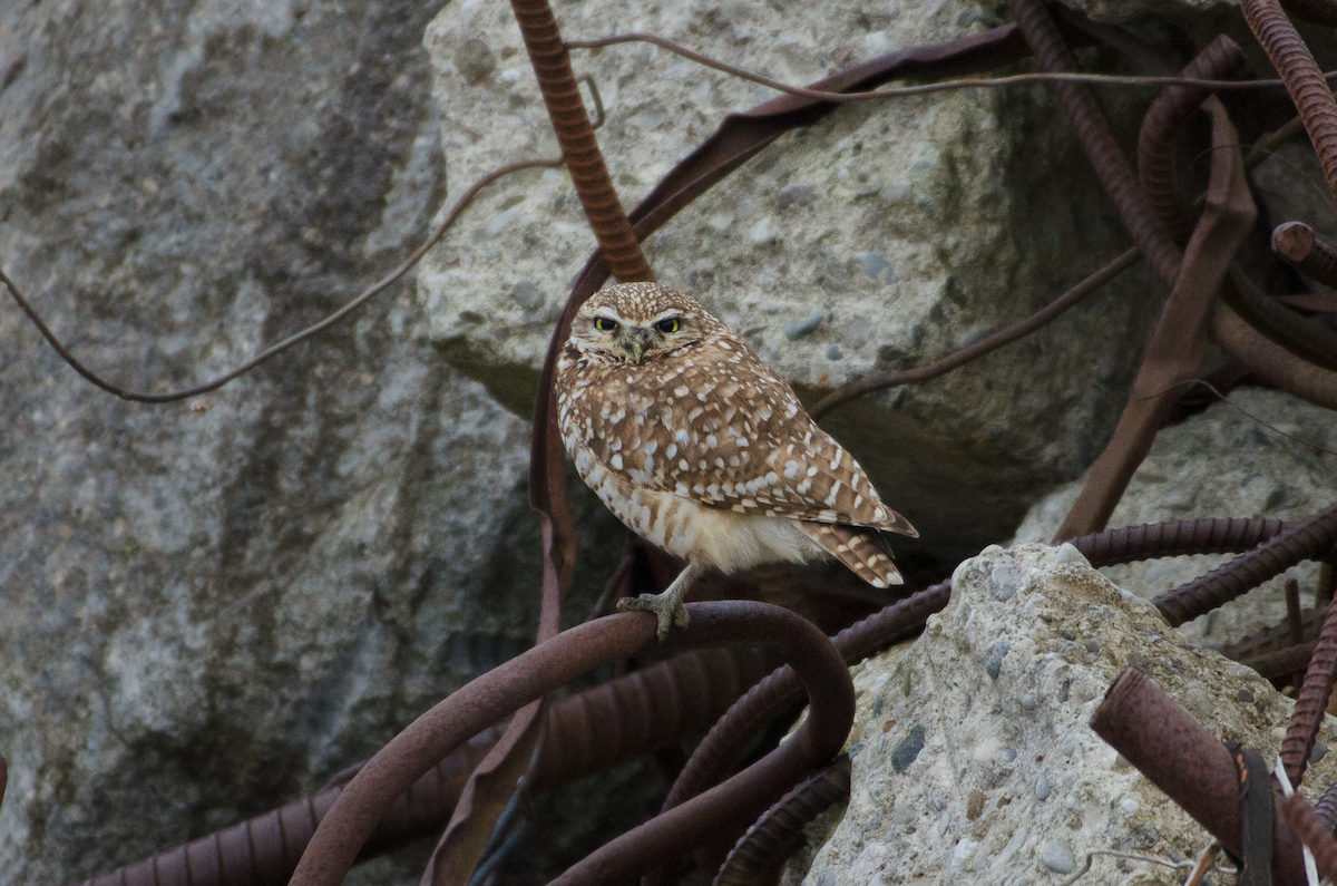 Burrowing Owl - ML403743461