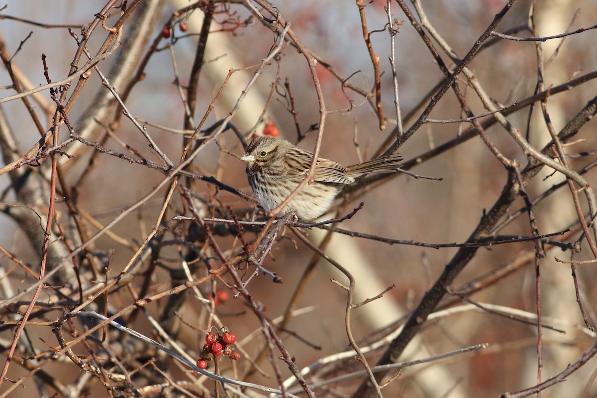 Song Sparrow (melodia/atlantica) - ML403745051