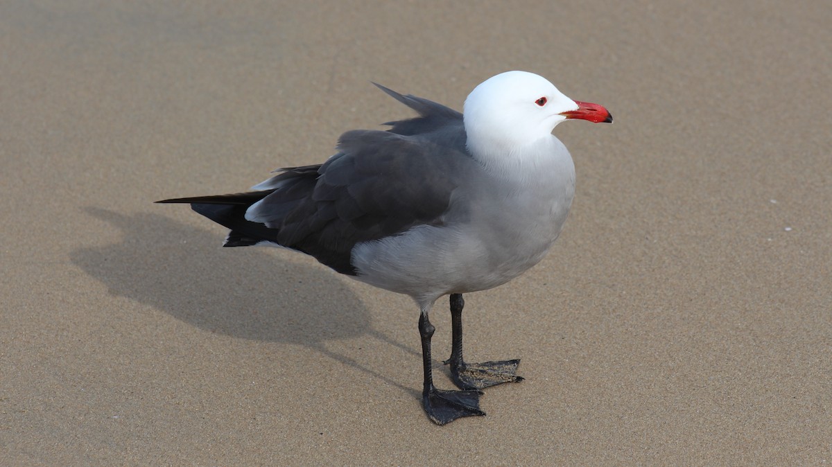 Heermann's Gull - ML403745061