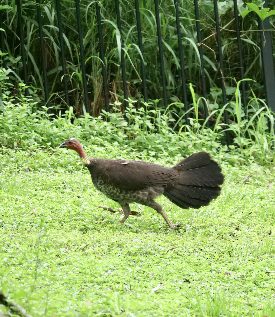 Australian Brushturkey - ML403749561