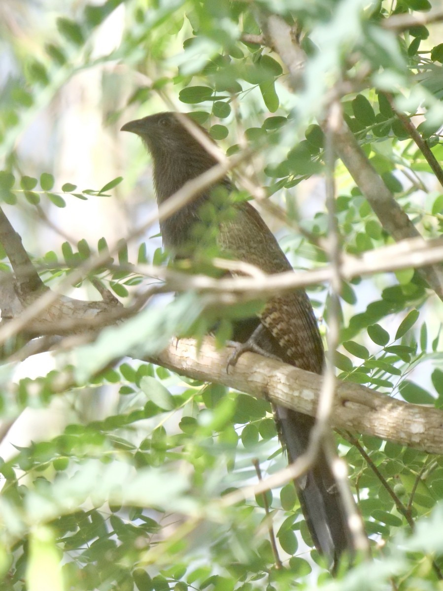 Pheasant Coucal - Peter Lowe