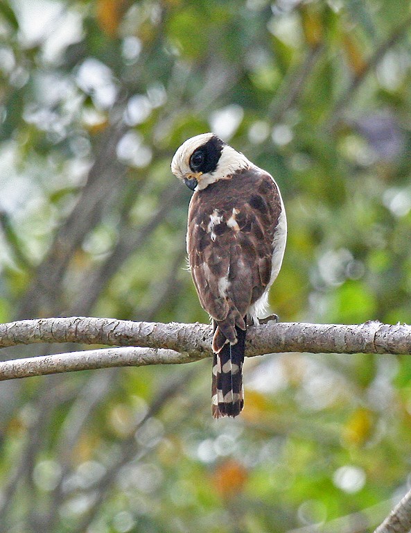 Laughing Falcon - Peter Candido