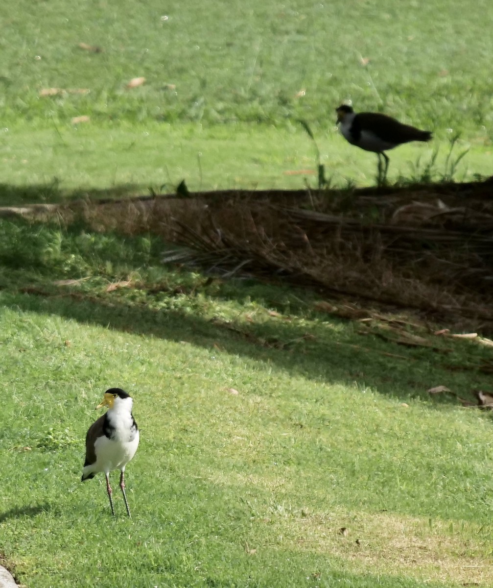 Masked Lapwing (Black-shouldered) - ML403750811