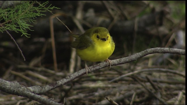 Hooded Warbler - ML403751