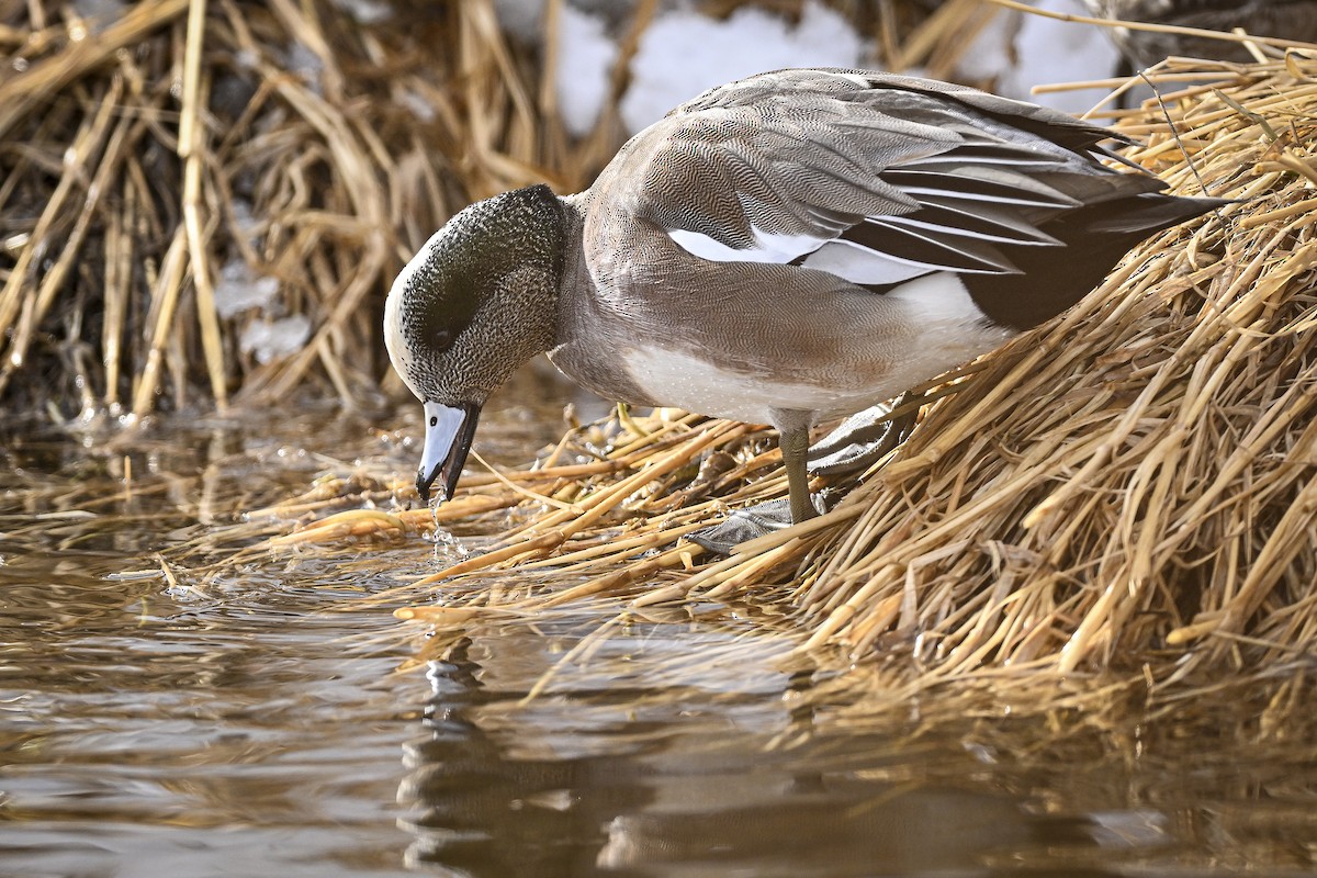 American Wigeon - ML403751571