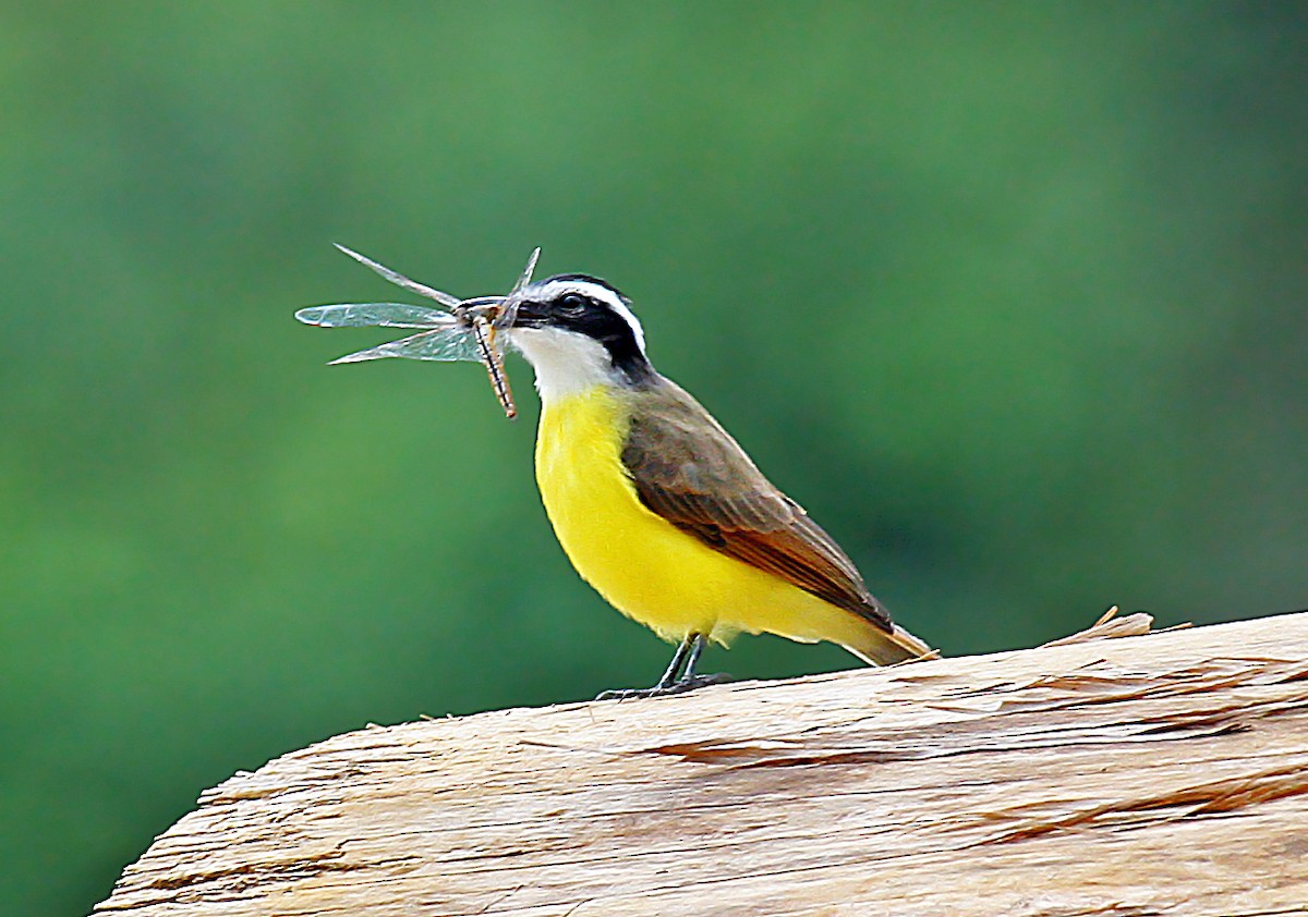 Lesser Kiskadee - Peter Candido