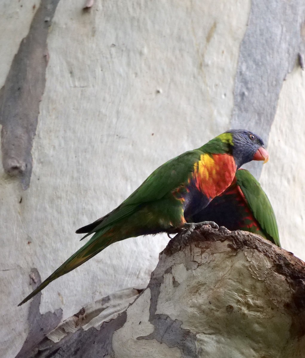 Rainbow Lorikeet - ML403751901