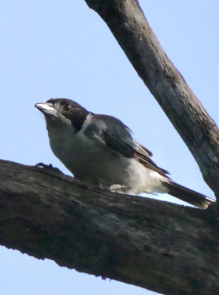 Gray Butcherbird - ML403752071