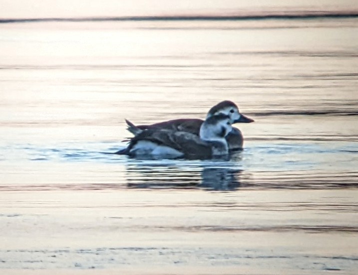 Long-tailed Duck - ML403752081