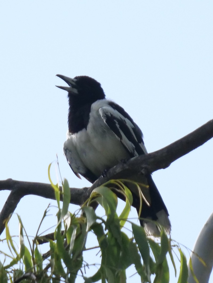 Pied Butcherbird - ML403752161