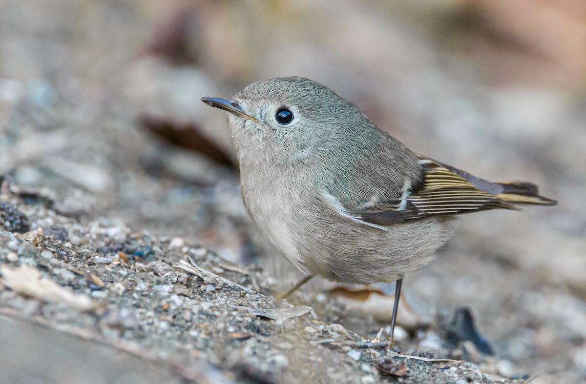 Ruby-crowned Kinglet - ML403753081