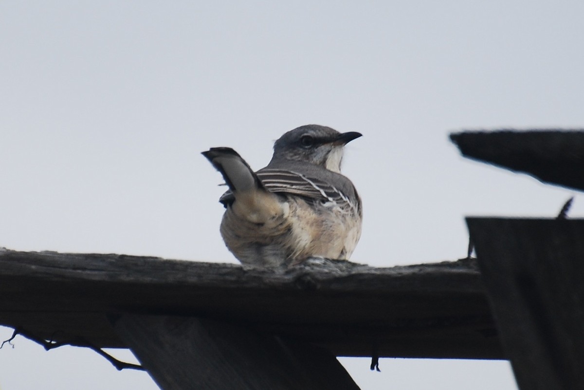 Northern Mockingbird - ML40375391