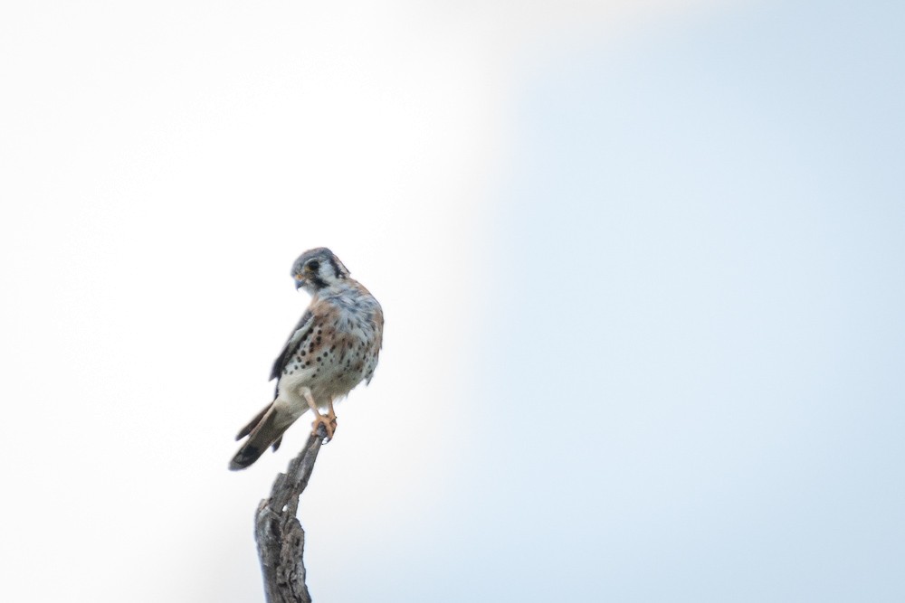 American Kestrel - ML403755951