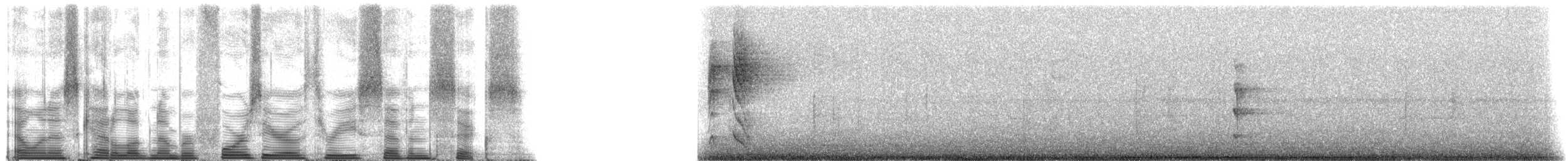 skiferkronetyrann (superciliaris) - ML40376