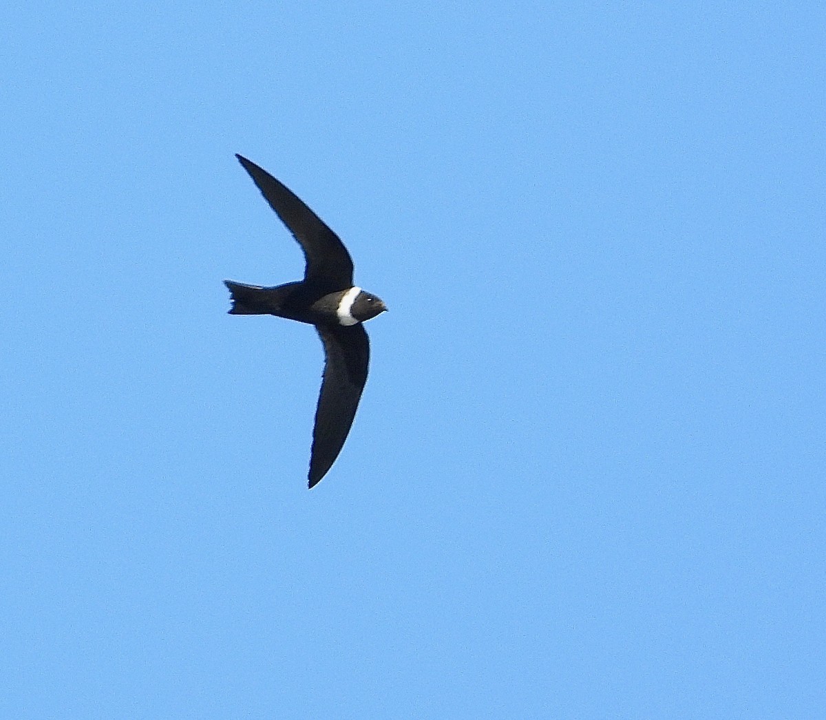 White-collared Swift - ML403761741