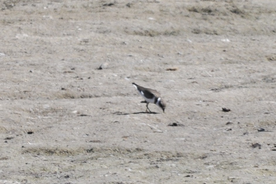 Semipalmated Plover - ML40376211