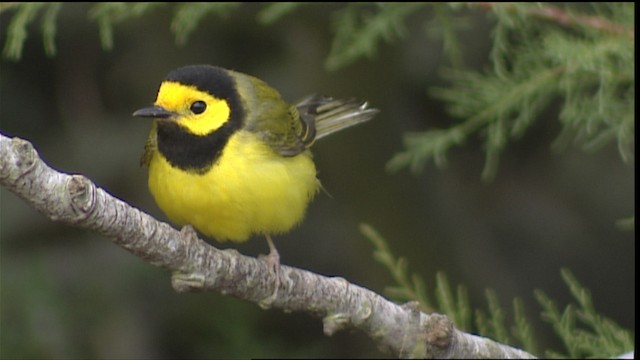 Hooded Warbler - ML403763