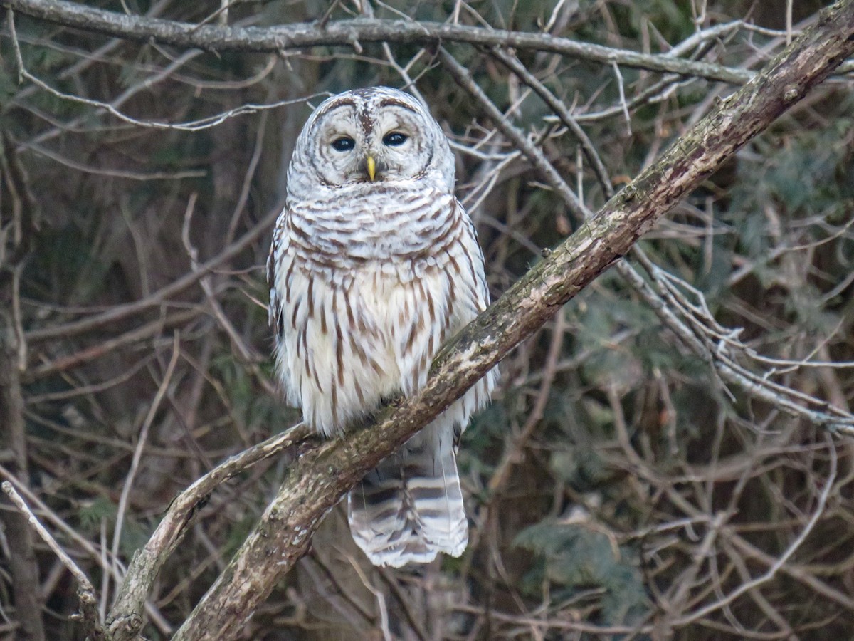 Barred Owl - ML403763681