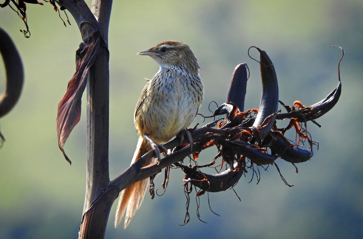 New Zealand Fernbird - Jack Colley