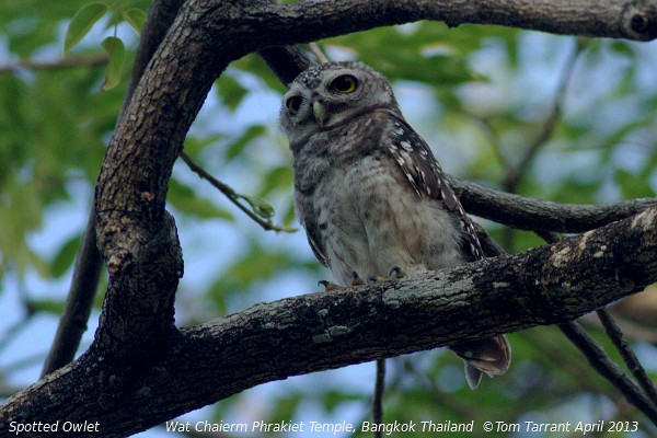 Spotted Owlet - ML40376411