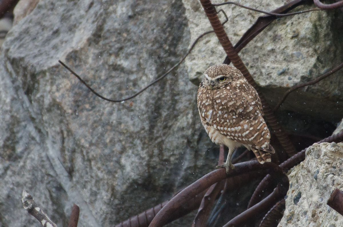 Burrowing Owl - ML403764711