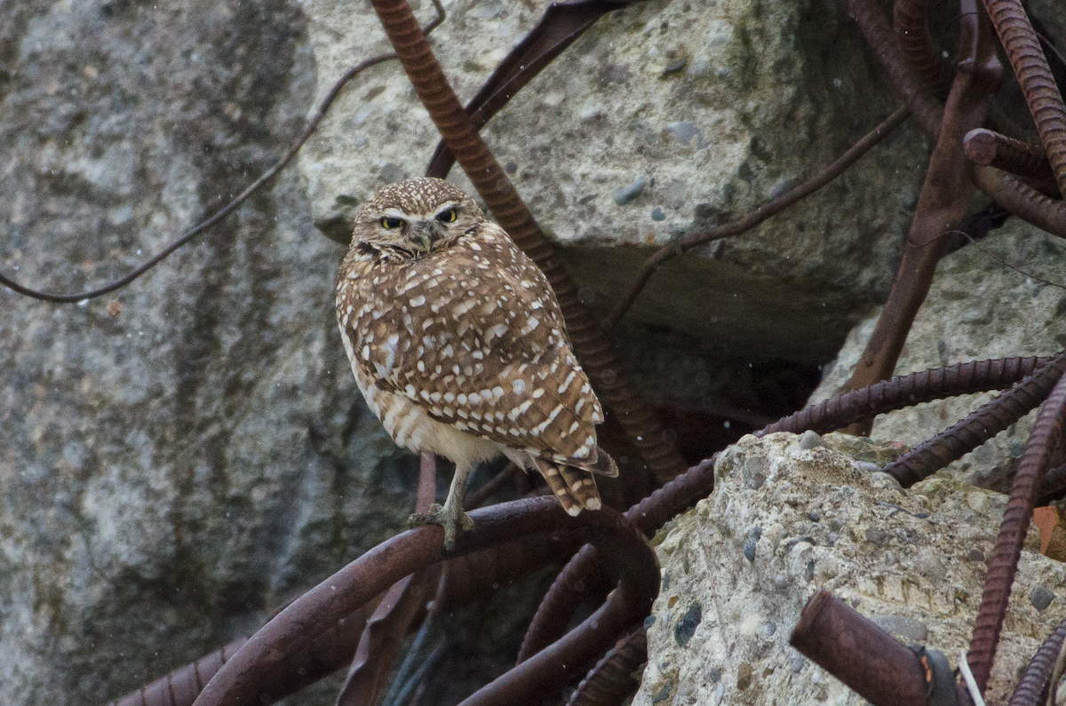 Burrowing Owl - ML403764791