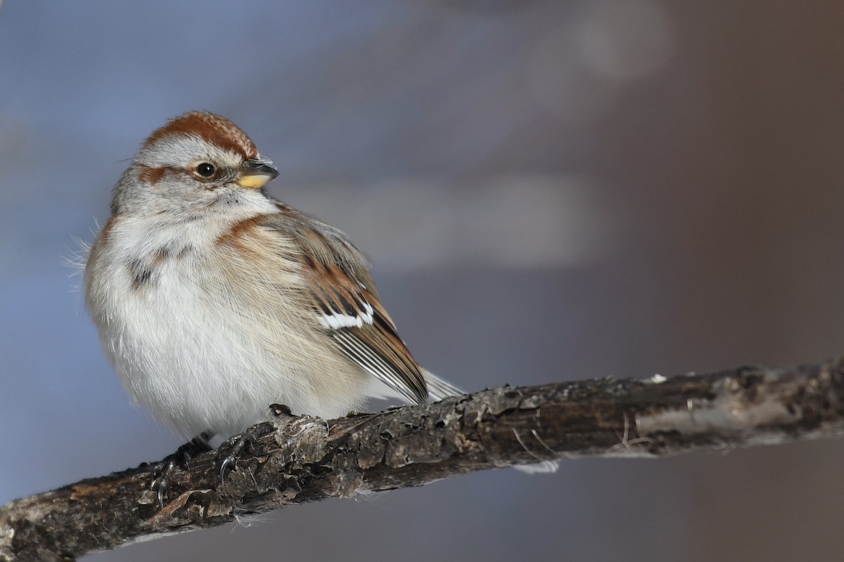 American Tree Sparrow - ML403766161