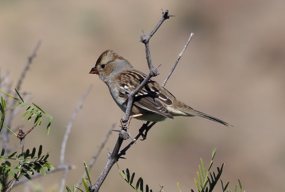 White-crowned Sparrow - Jeff Sims