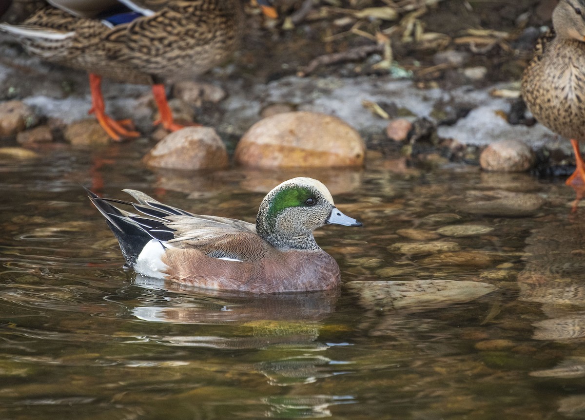 American Wigeon - Skyler Bol